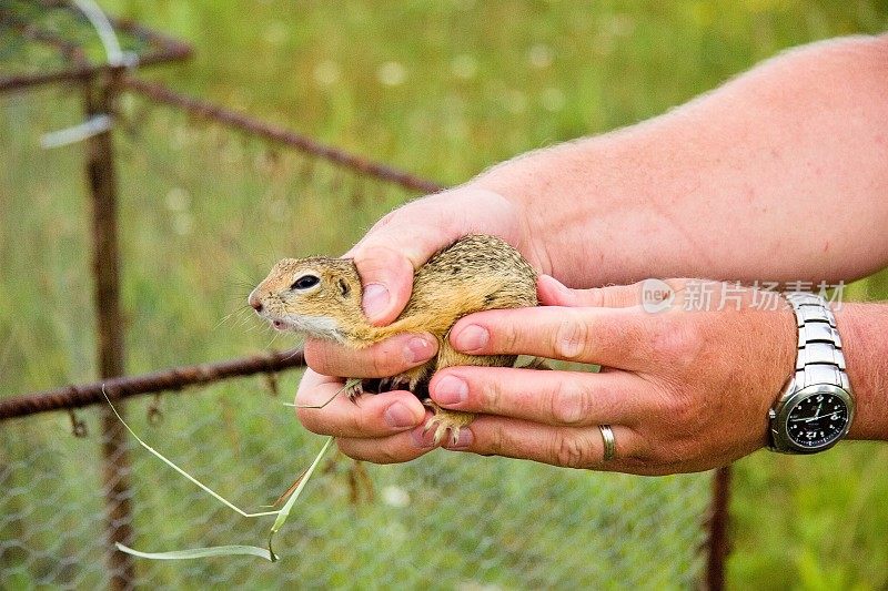 欧洲地松鼠(spermoophilus citellus)在释放到一个新的环境。雄性手握地松鼠。保护环境，重新引入地松鼠。Souslik。